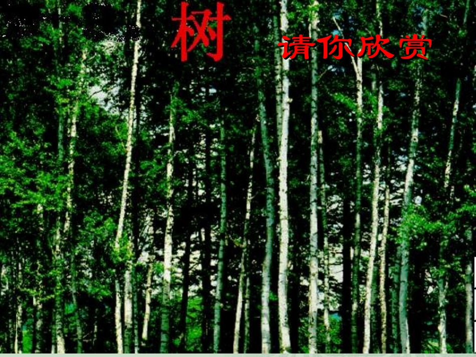 三年级上语文课件-美丽的小兴安岭2-人教版_第3页