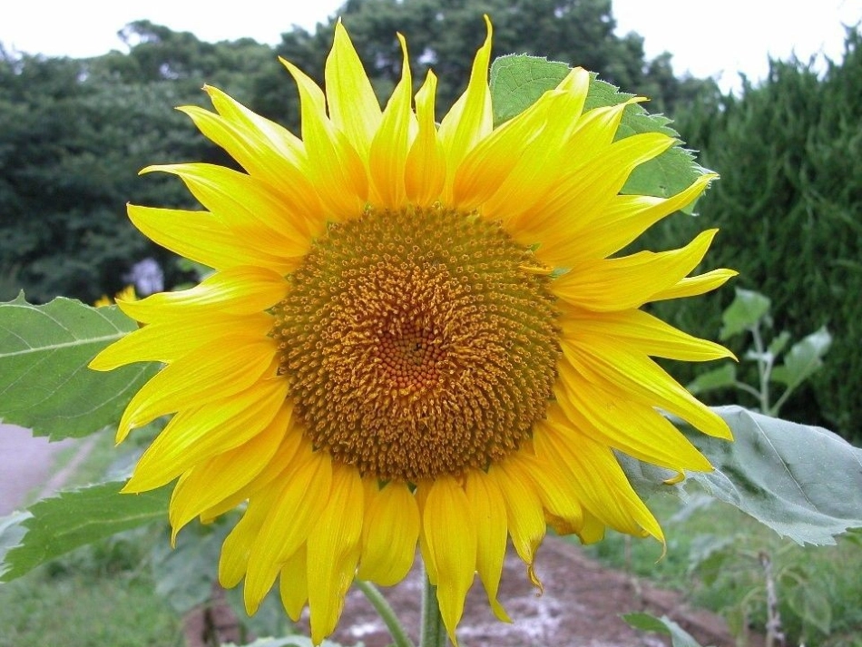 圆的认识谢其华_第2页