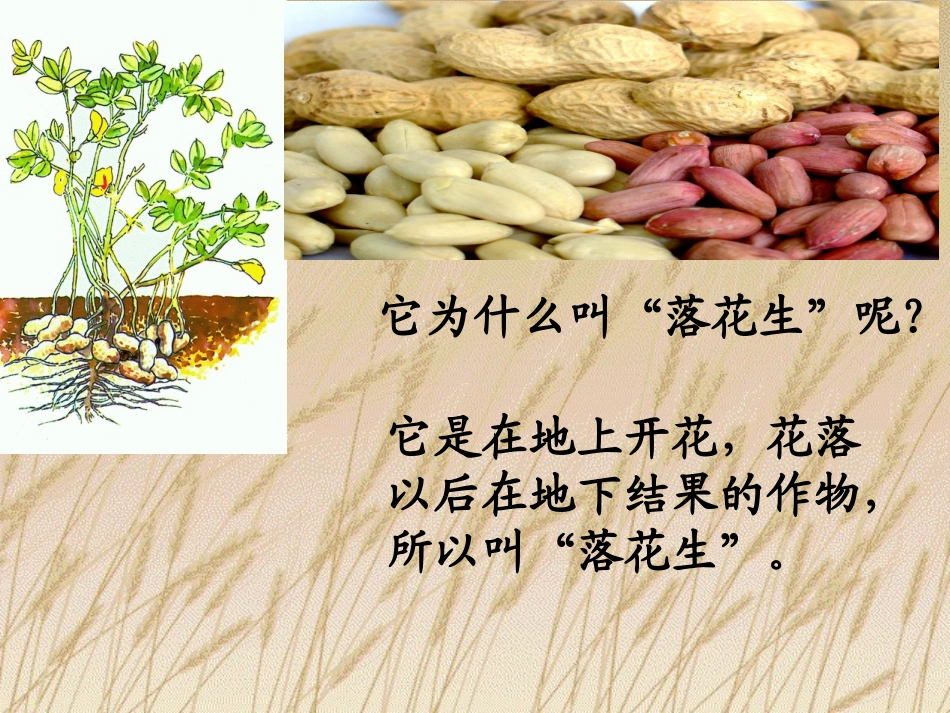 落花生课件(1)_第2页