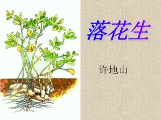 落花生课件(1)