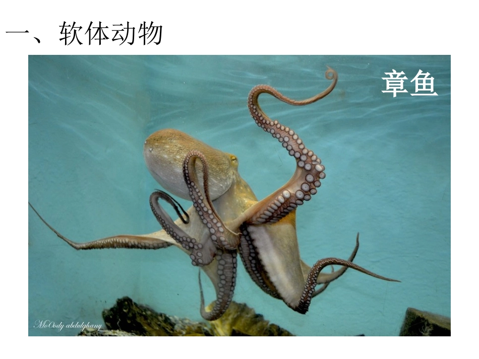 软体动物和节肢动物_第3页