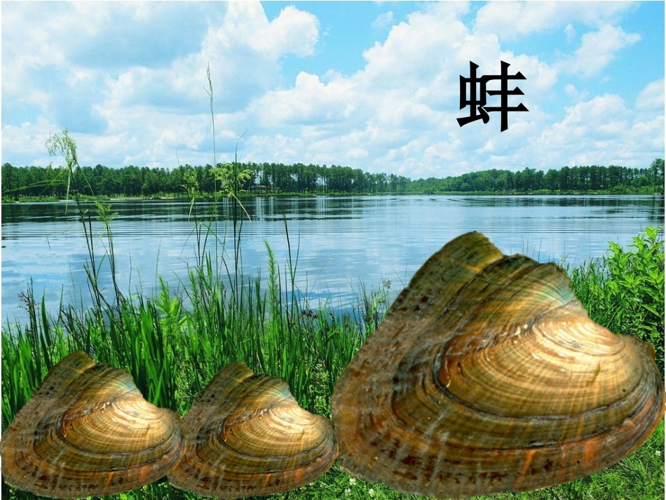 鹬蚌相争_课件_第3页