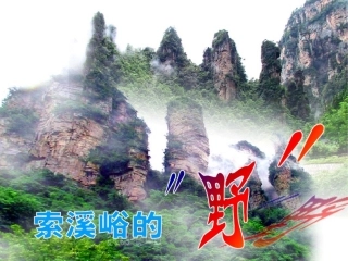 索溪峪的“野