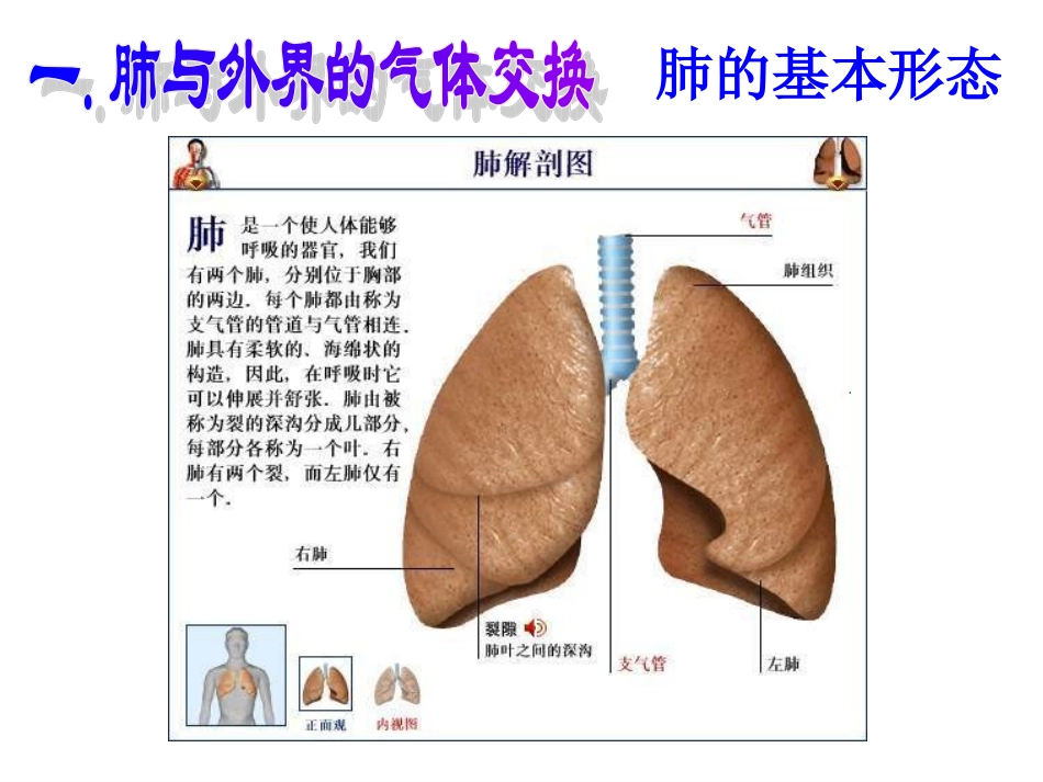 七年级生物第三章第二节发生在肺内的气体交换_第2页