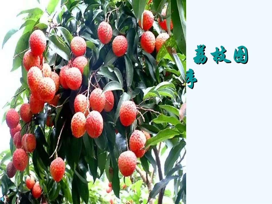七年级语文下册 《荔枝图序》课件_第1页
