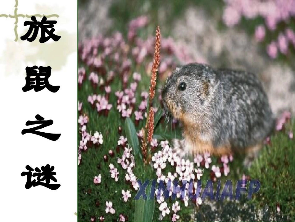 旅鼠之谜课件_第2页