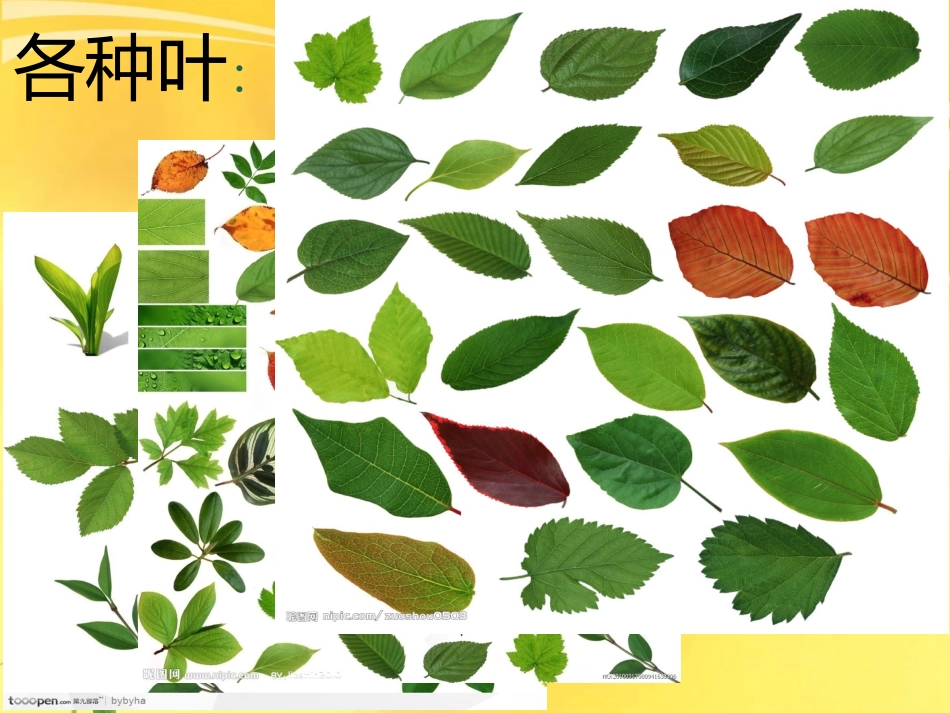 植物的叶及变化_第2页