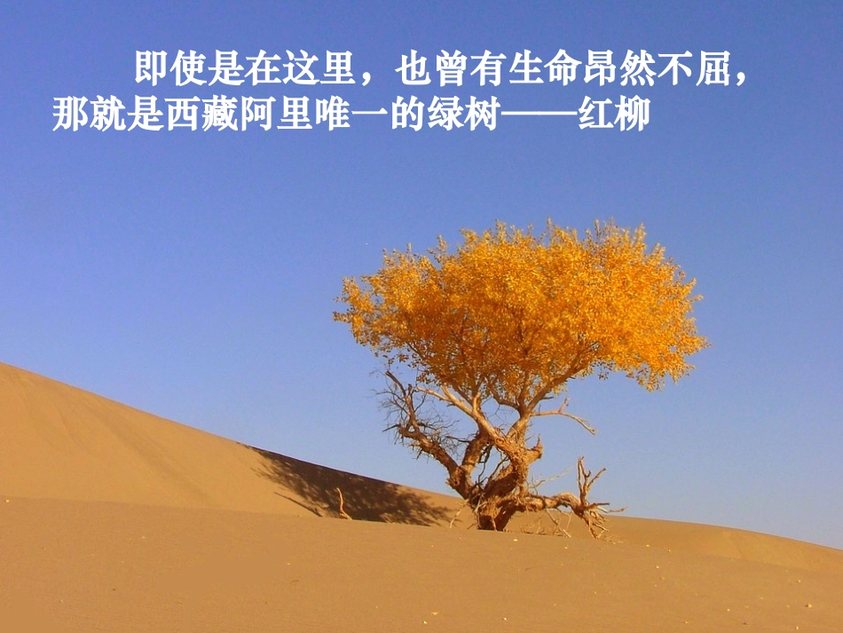 离太阳最近的树_第3页