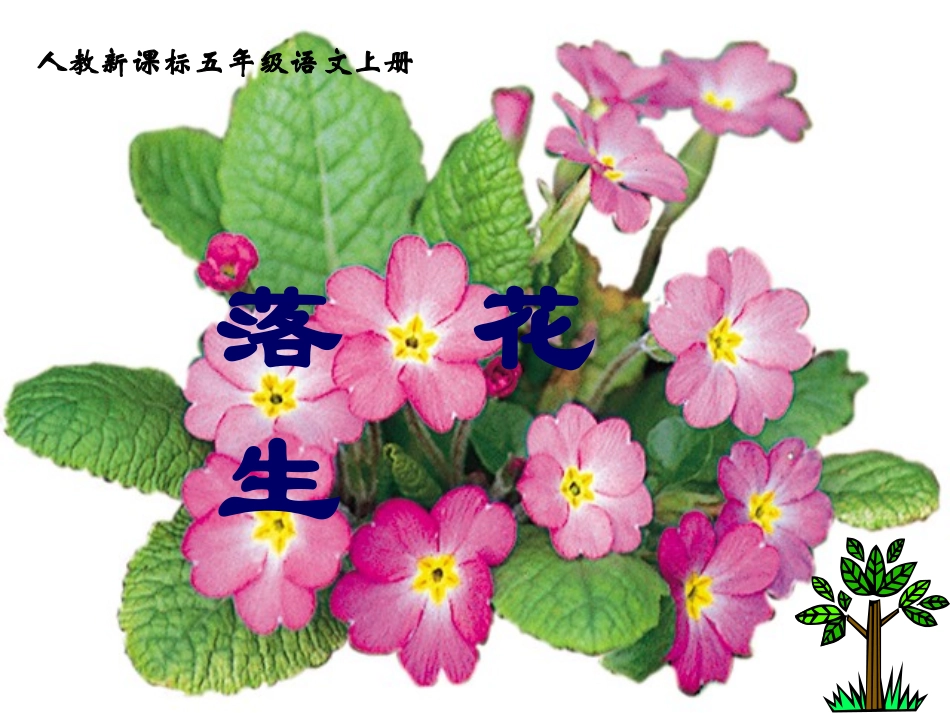 落花生课件(3)_第1页