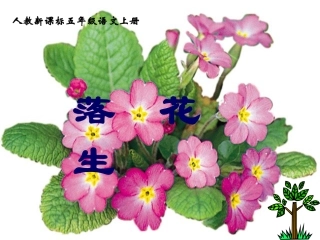 落花生课件(3)