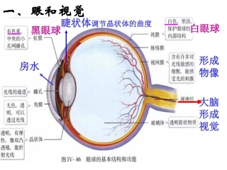 生物七年级下册_第6、7章_复习课件