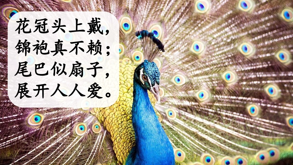 口语交际：有趣的动物_第3页