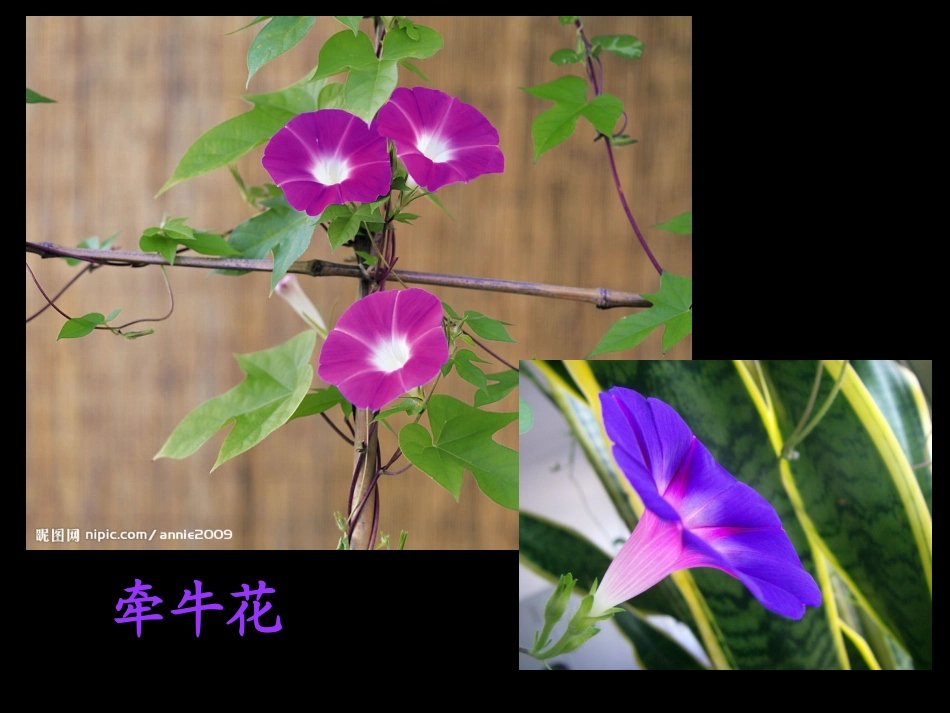 三年级语文《花钟》课件_第3页