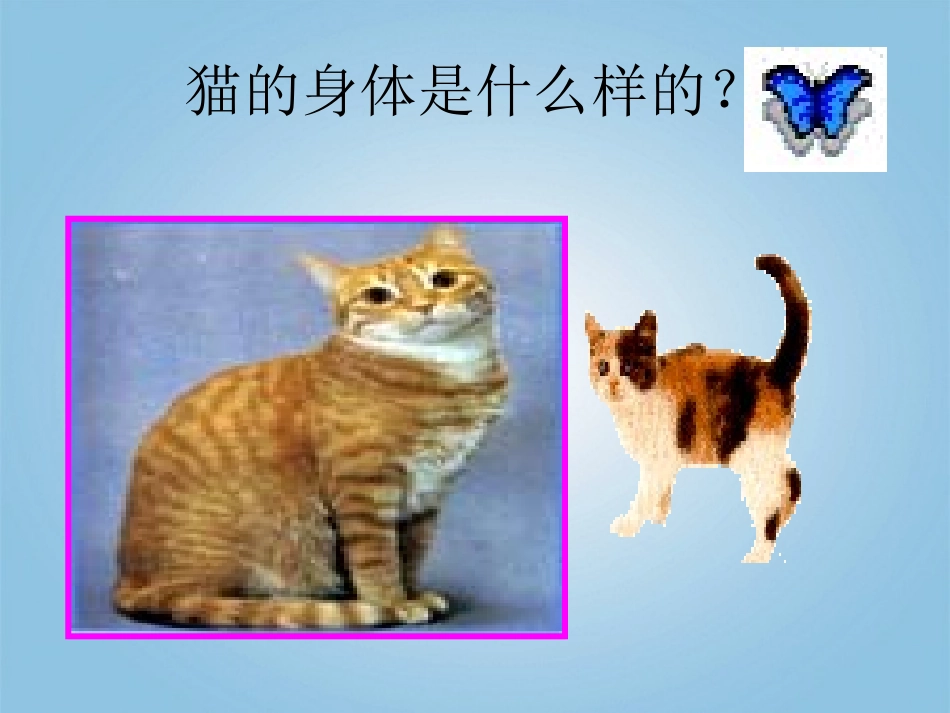 三年级科学下册_猫和兔1课件_青岛版_第3页