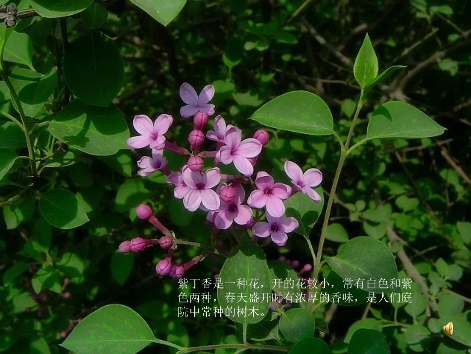 一株紫丁香公开课_第1页