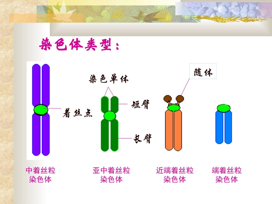 染色体的变异_第2页