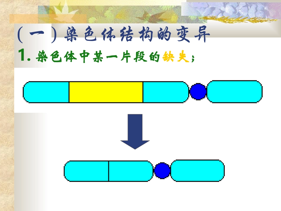 染色体的变异_第3页