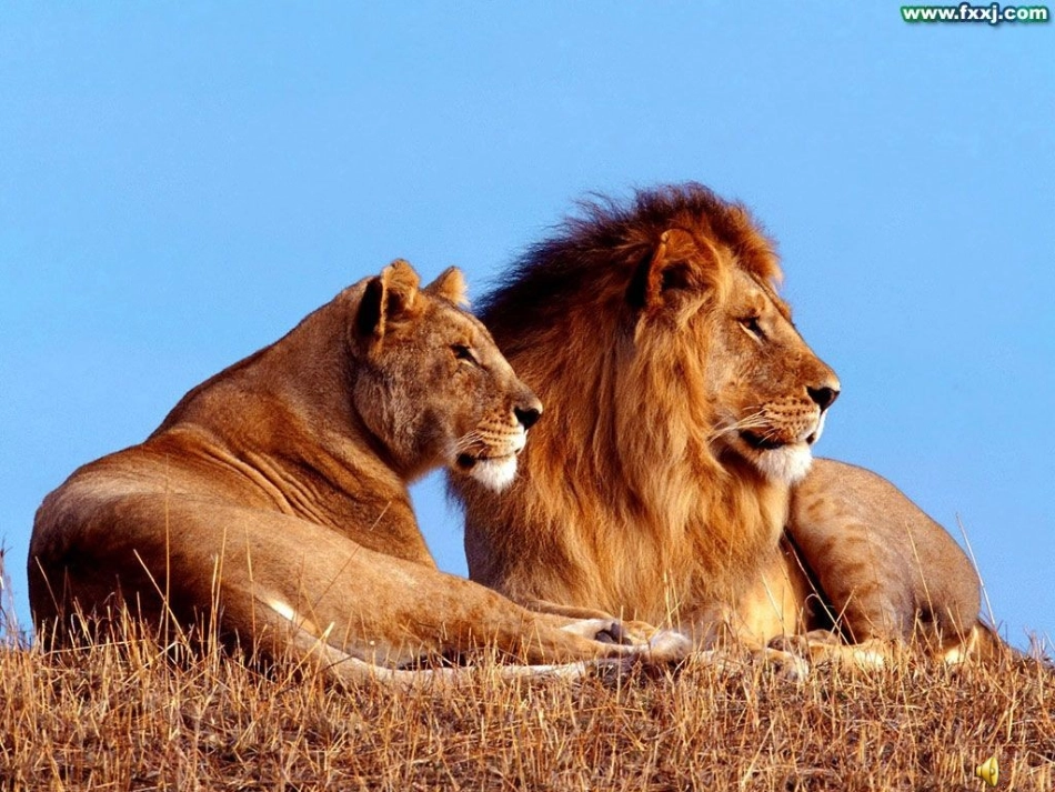 两只小狮子(修改) (2)_第1页