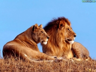 两只小狮子(修改) (2)