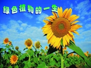 植物种子的萌发