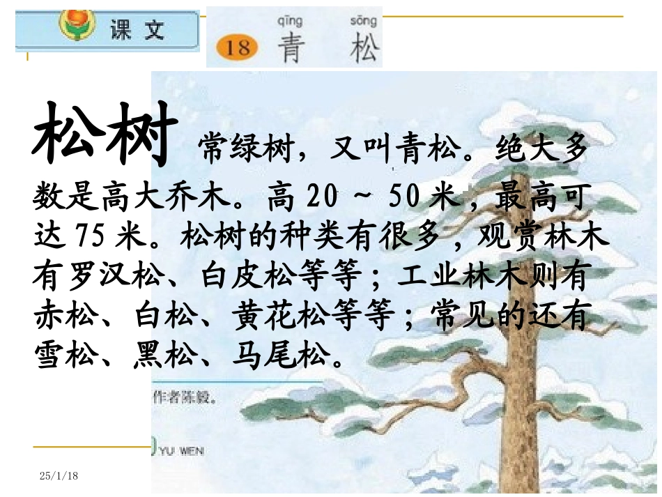 苏教版二年级上册_青松课件_第3页