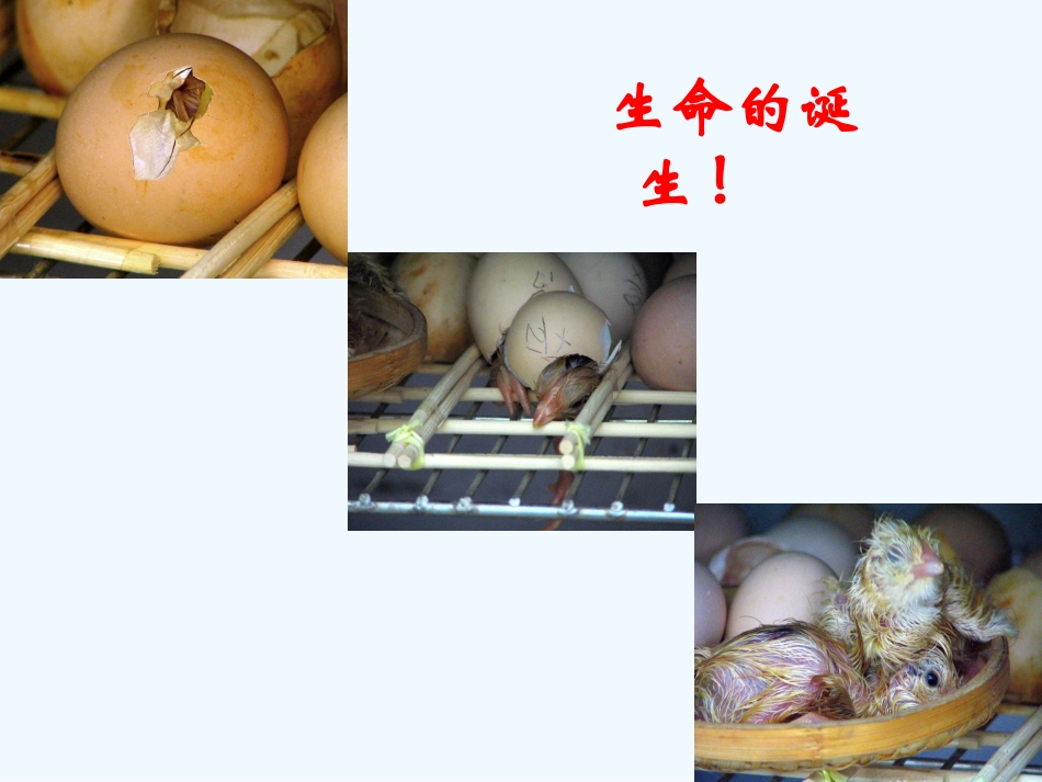 七年级语文上册《贝壳》教学课件 人教新课标版_第1页