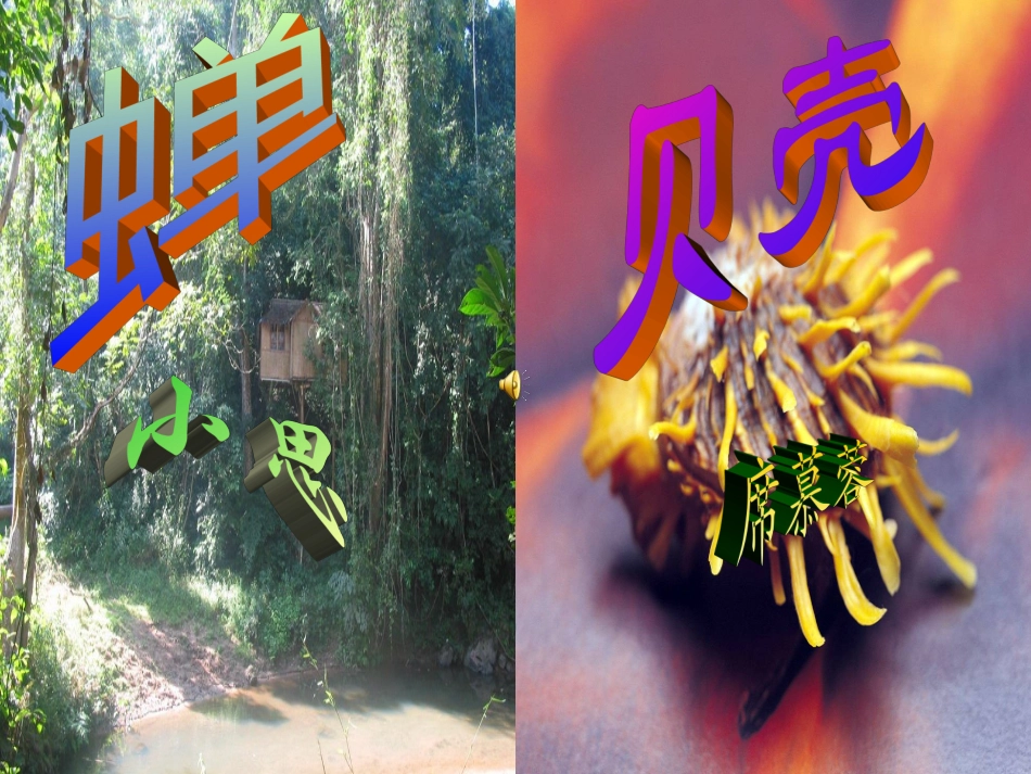 七年级语文上册《贝壳》教学课件 人教新课标版_第3页