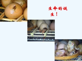 七年级语文上册《贝壳》教学课件 人教新课标版