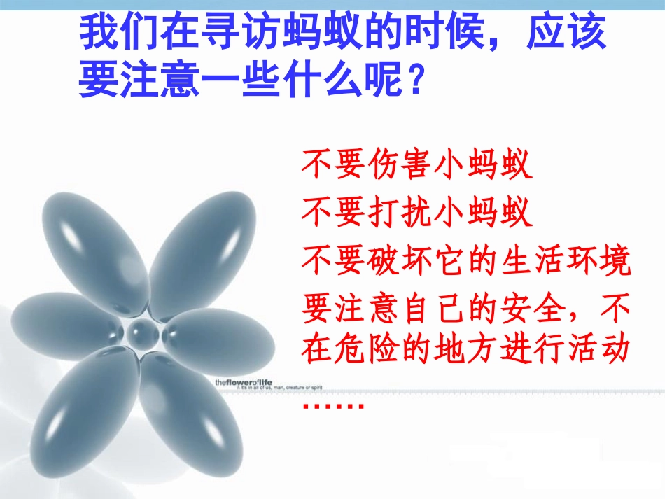 三年级科学下册_蚂蚁4课件_青岛版_第2页