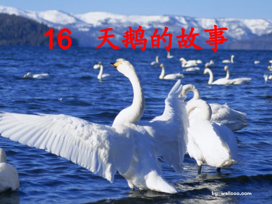 天鹅的故事课件_第1页
