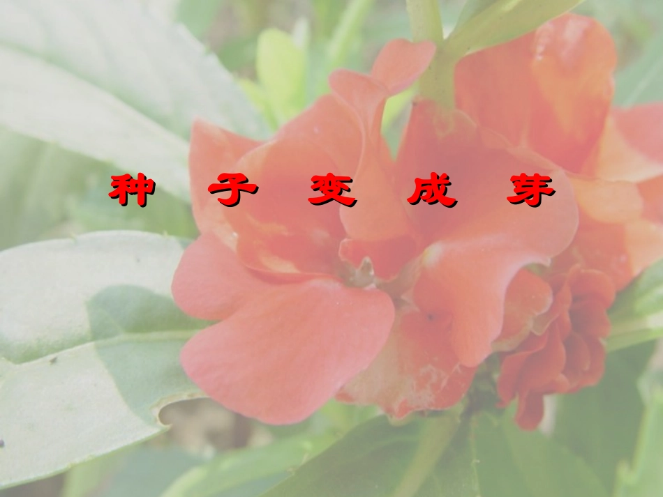 种子变成了幼苗_第2页