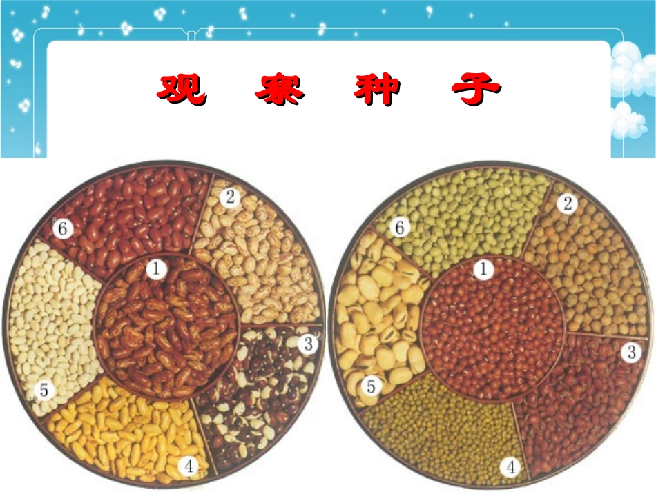 种子变成了幼苗_第3页