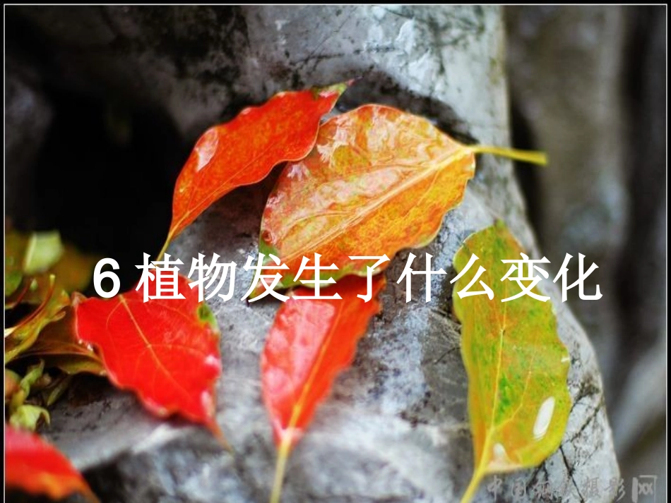一6植物发生了什么变化_第1页