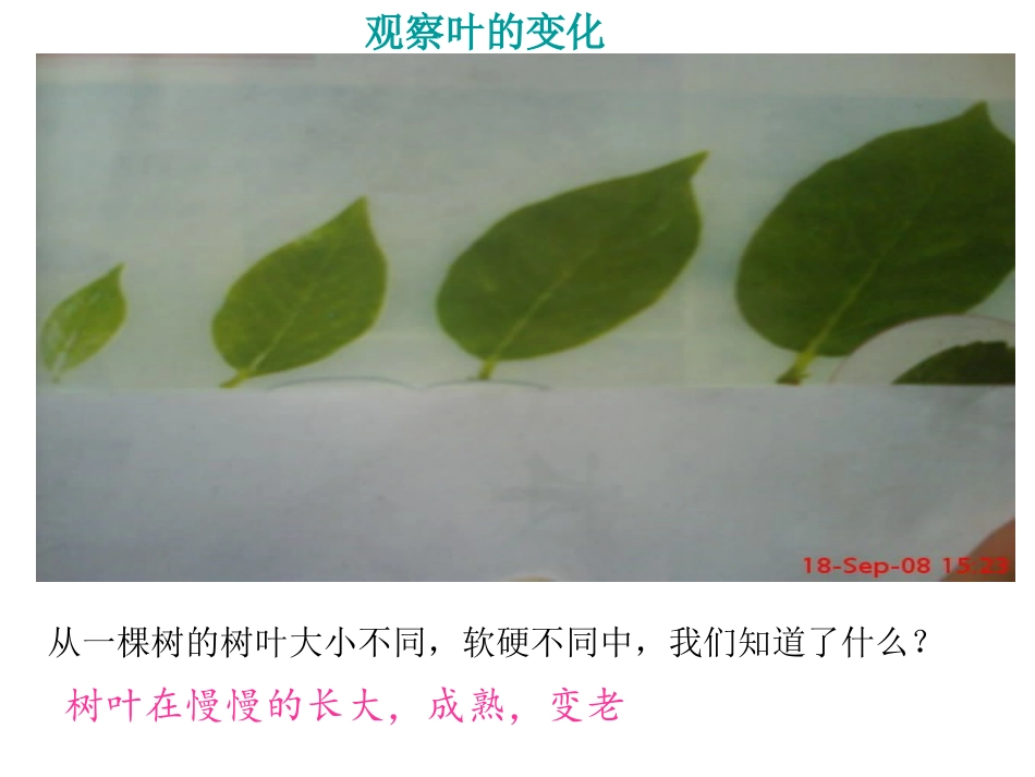 一6植物发生了什么变化_第3页