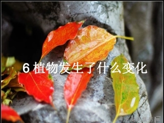 一6植物发生了什么变化