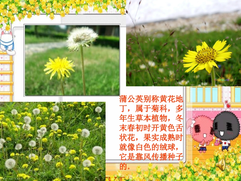 蒲公英课件 (3)_第3页