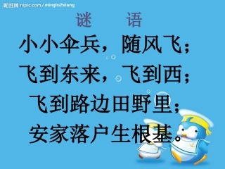 蒲公英课件 (3)