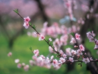 桃花源记(1)