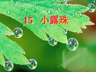 课件张莉娜小露珠