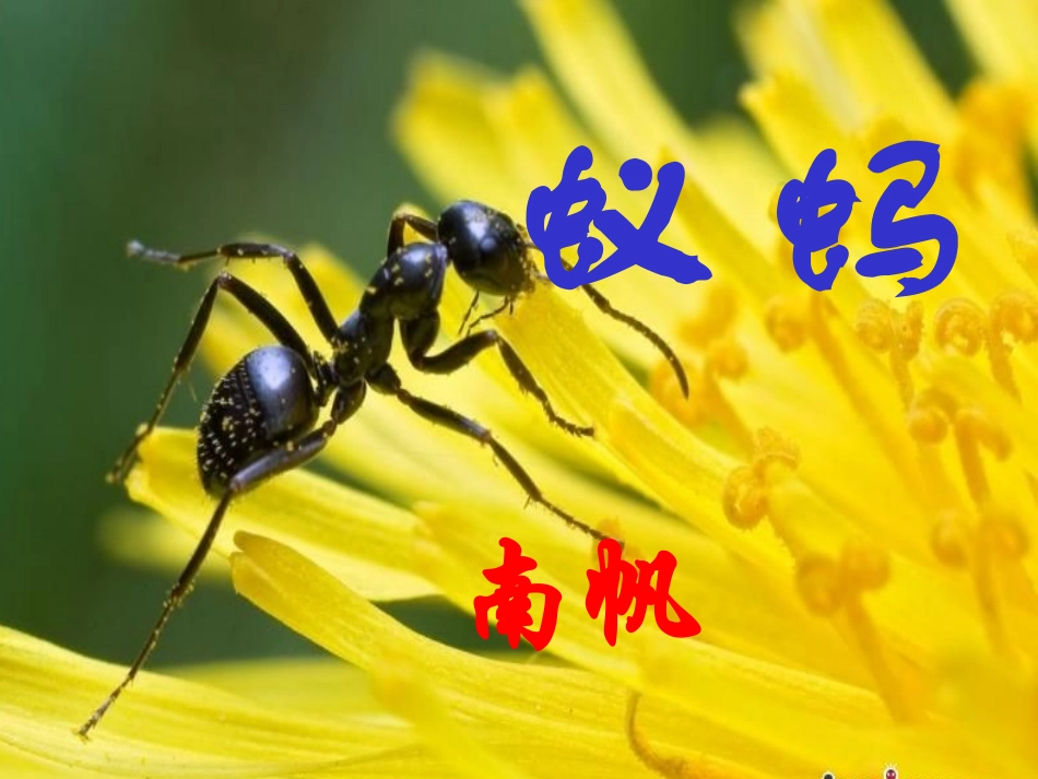 蚂蚁 (2)_第1页