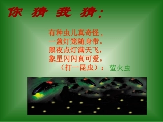 绿色蝈蝈(精美版)