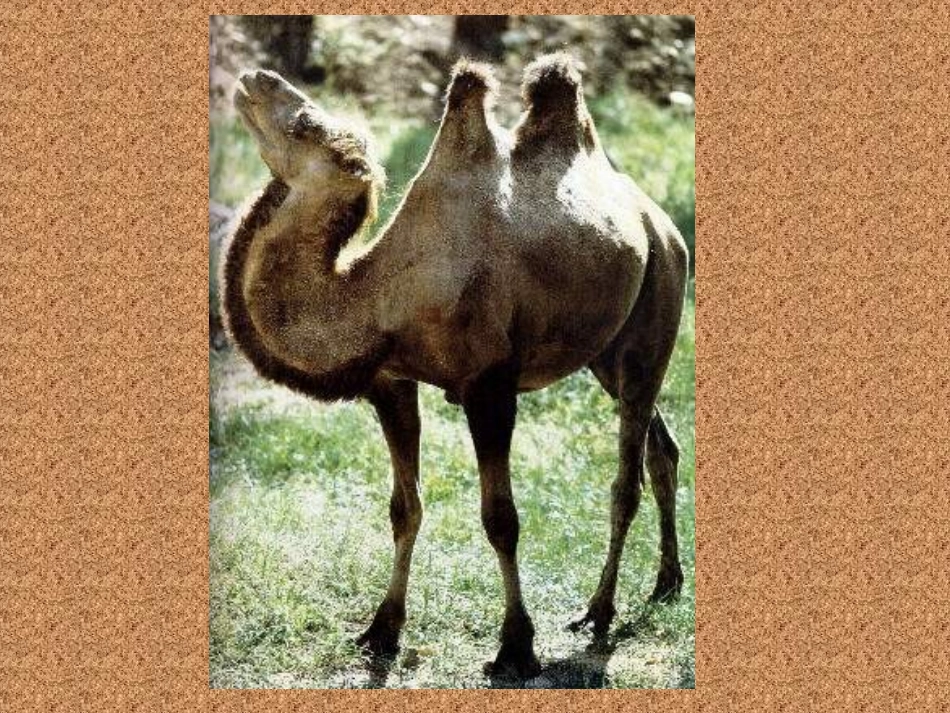 找骆驼 (2)_第3页