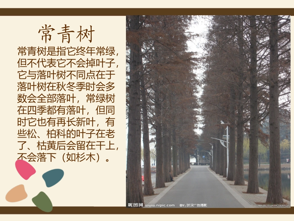 落叶树与常青树_第2页