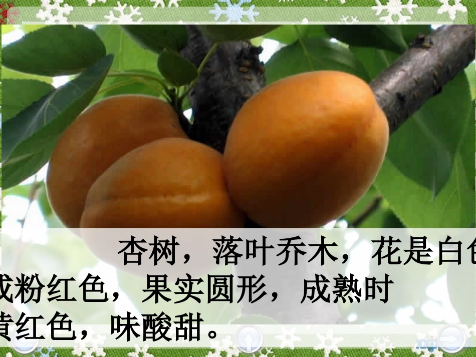 三下——杏儿熟了_第2页