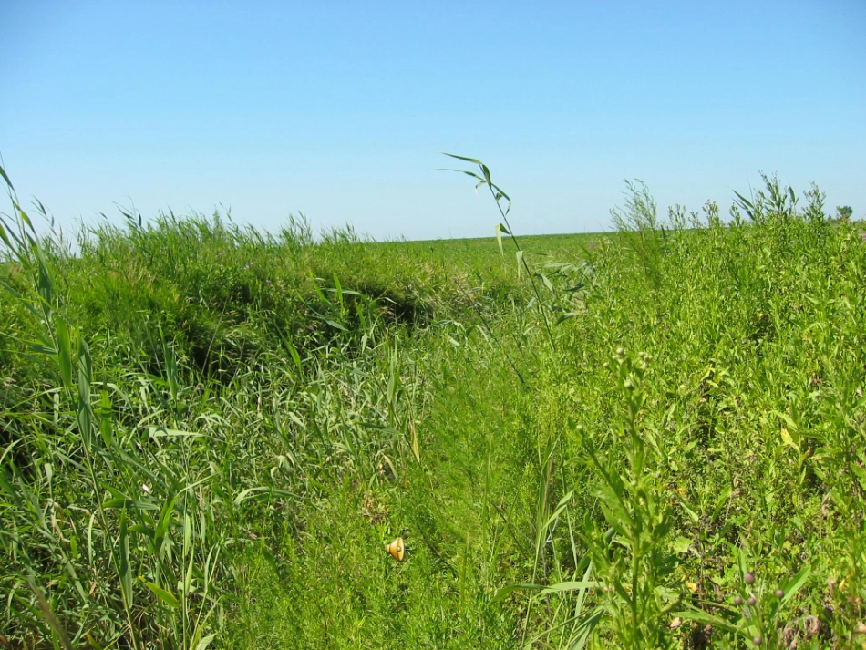 唐—可爱的草塘_第2页