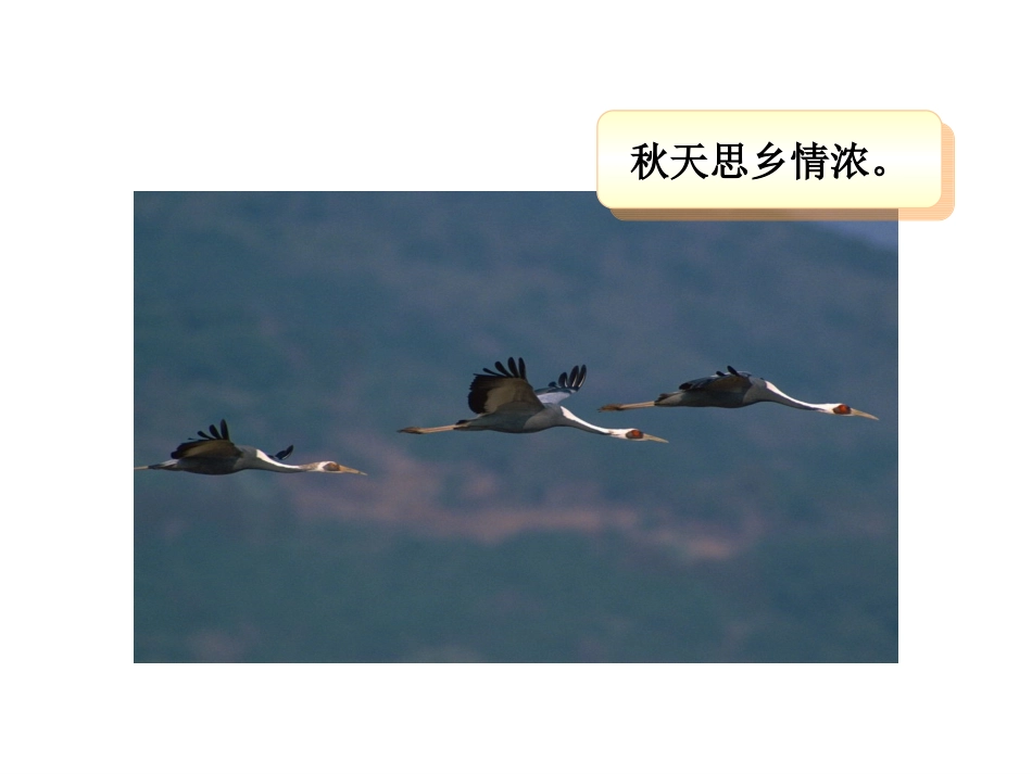 三年级上册语文——9古诗两首_第3页