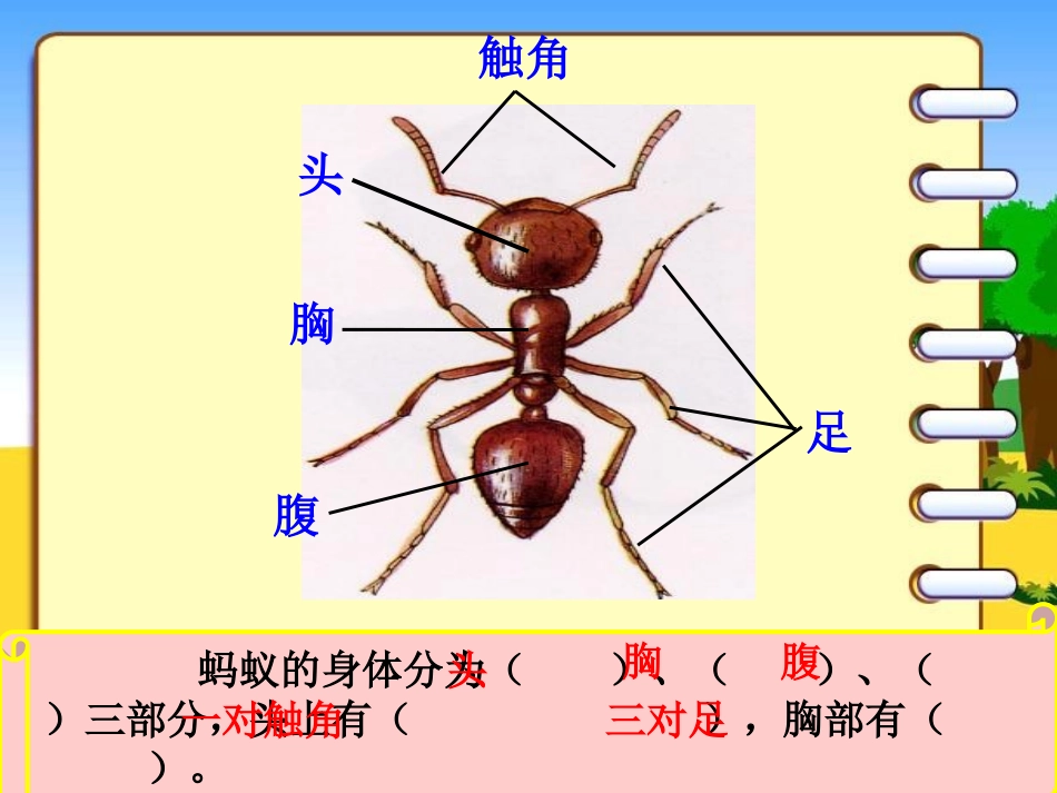 三年级科学《探访蚂蚁》_第3页