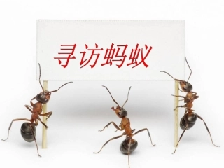 三年级科学《探访蚂蚁》
