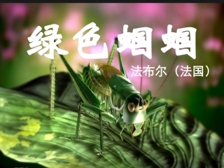 绿色蝈蝈 (2)