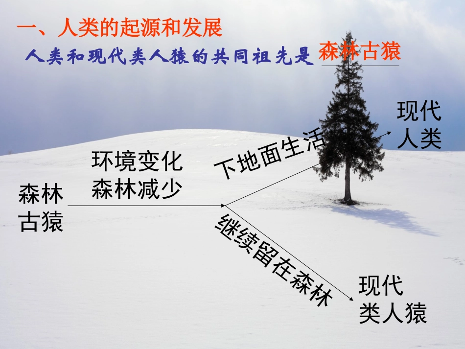 新人教版七年级生物下册第一章人的由来复习课件_第2页